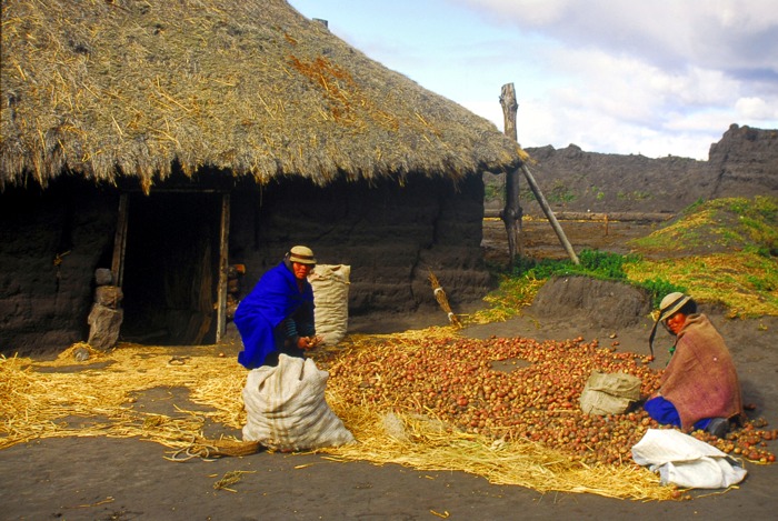 A l'école des Andes - Tri des pommes de terre