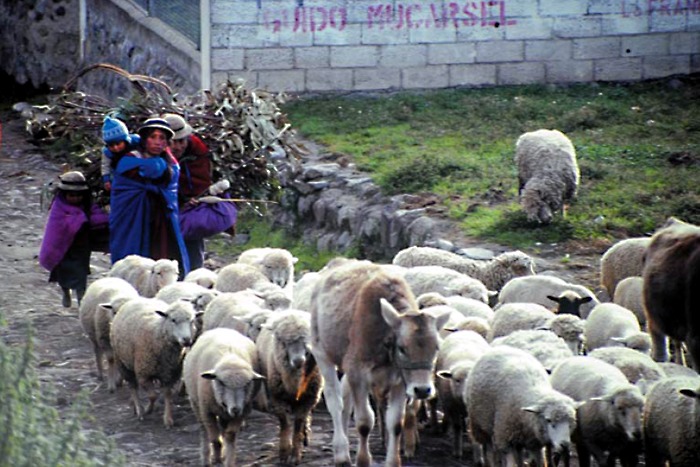 A l'école des Andes - Une vie de bergers