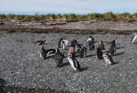 Manchots News 146 (25_03_19) invisible